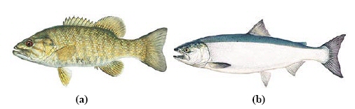 Sea Bass vs Salmon