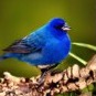 generated bird sample