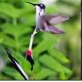 generated bird sample