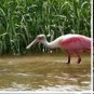 generated bird sample