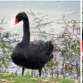 generated bird sample