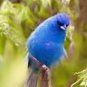 generated bird sample