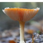 generated sample